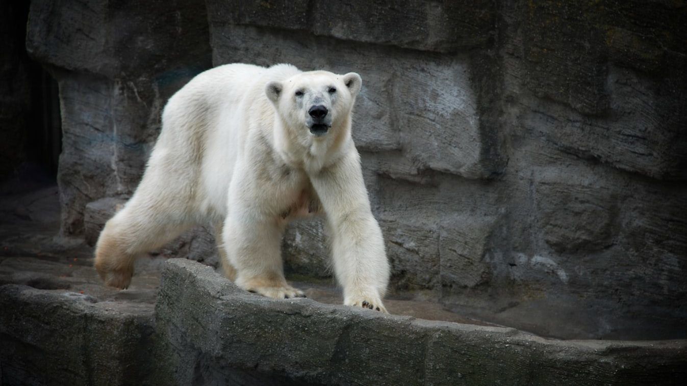 Ein Eisbär steht auf einem Felsen.