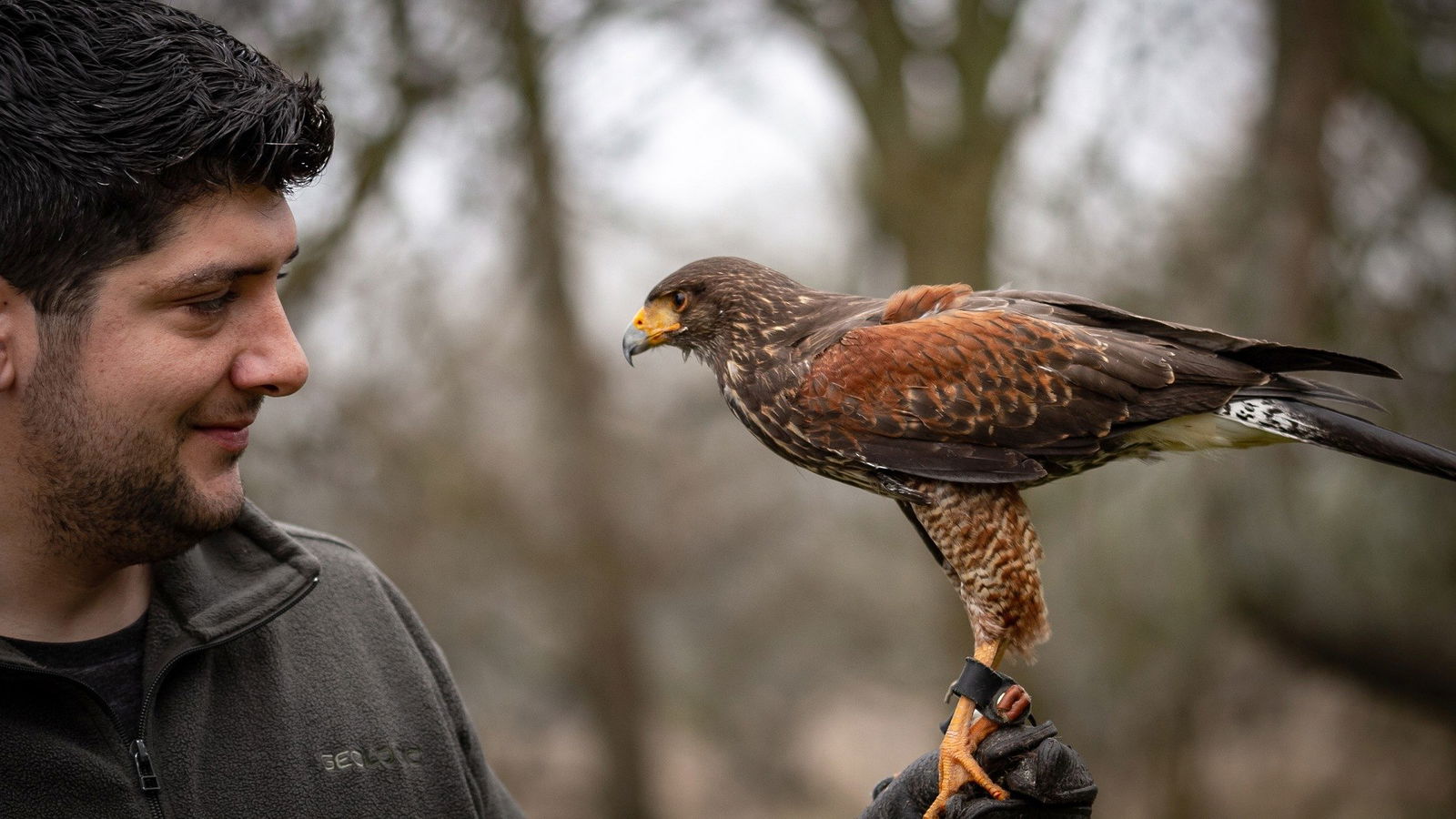 Ein Falkner hat einen Falken auf seinem Handschuh.