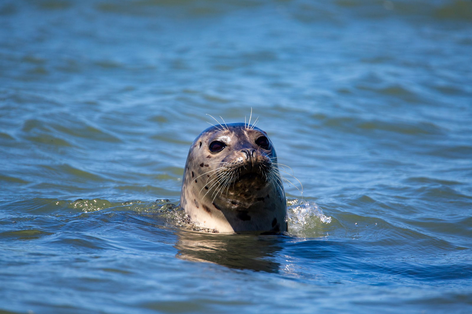 Eine Seerobbe schwimmt mit erhobenem im Wasser.