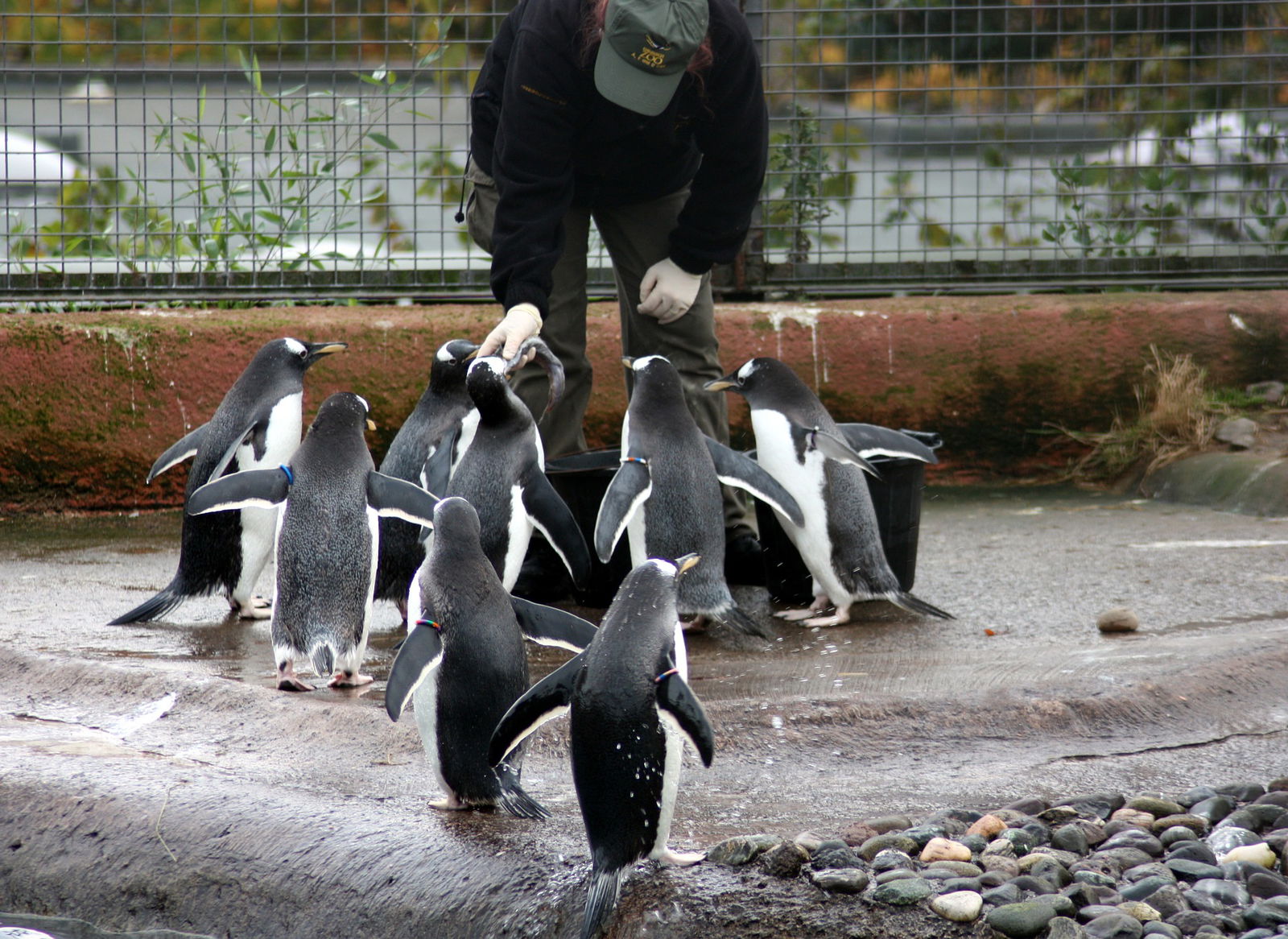 Ein Tierpfleger steht in einem Zoo-Gehege. Vor ihm ist ein Eimer mit Fischen. Acht Pinguine sammeln sich vor diesem Eimer, um gefüttert zu werden.
