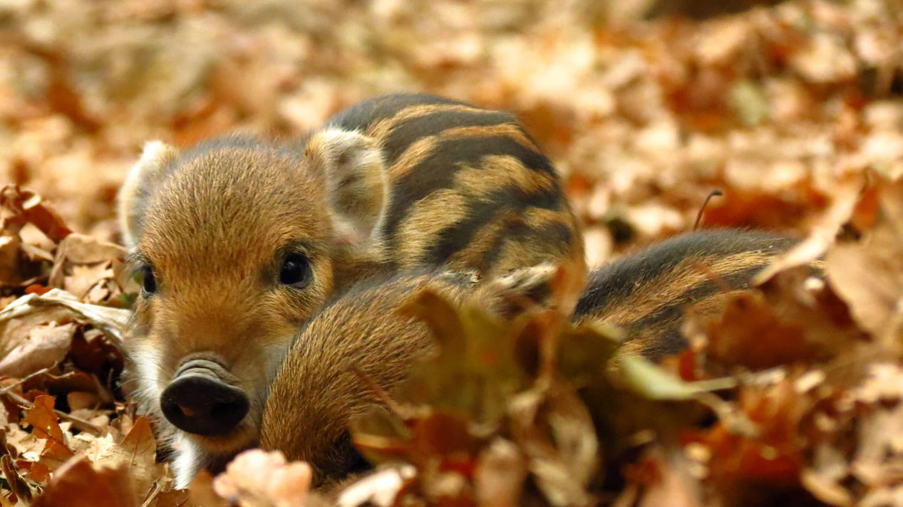 Zwei Frischlinge liegen im Laub. 