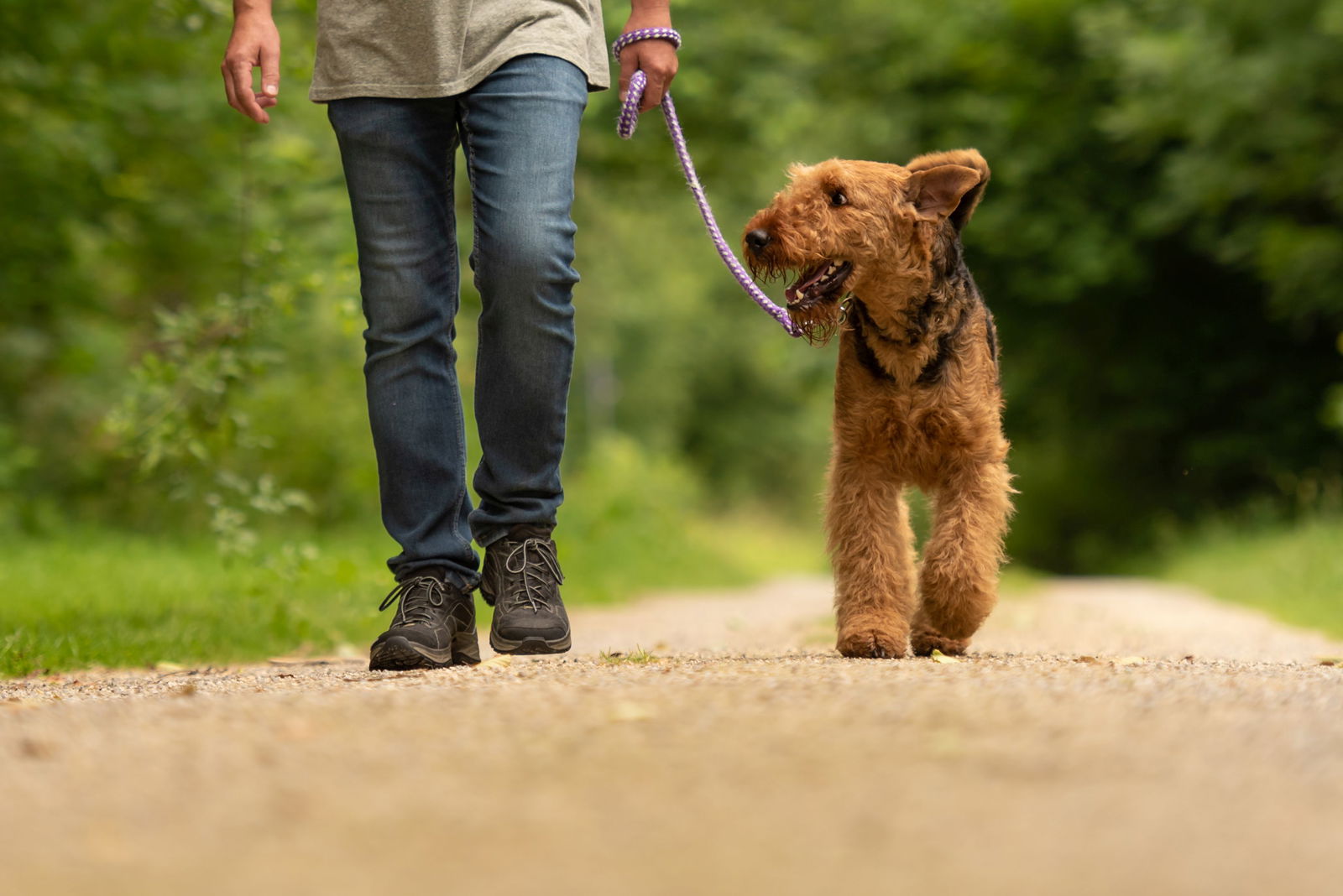 Eine Person geht mit einem braun-schwarzem Hund an der Leine einen Sandweg entlang. 