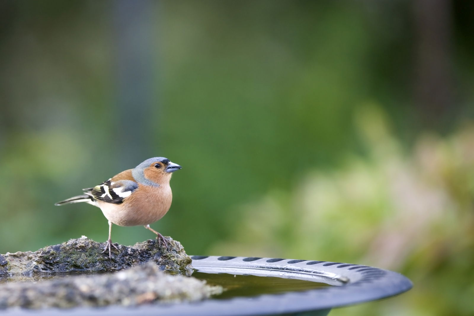 Ein Vogel steht auf einem Stein in einer Vogeltränke.