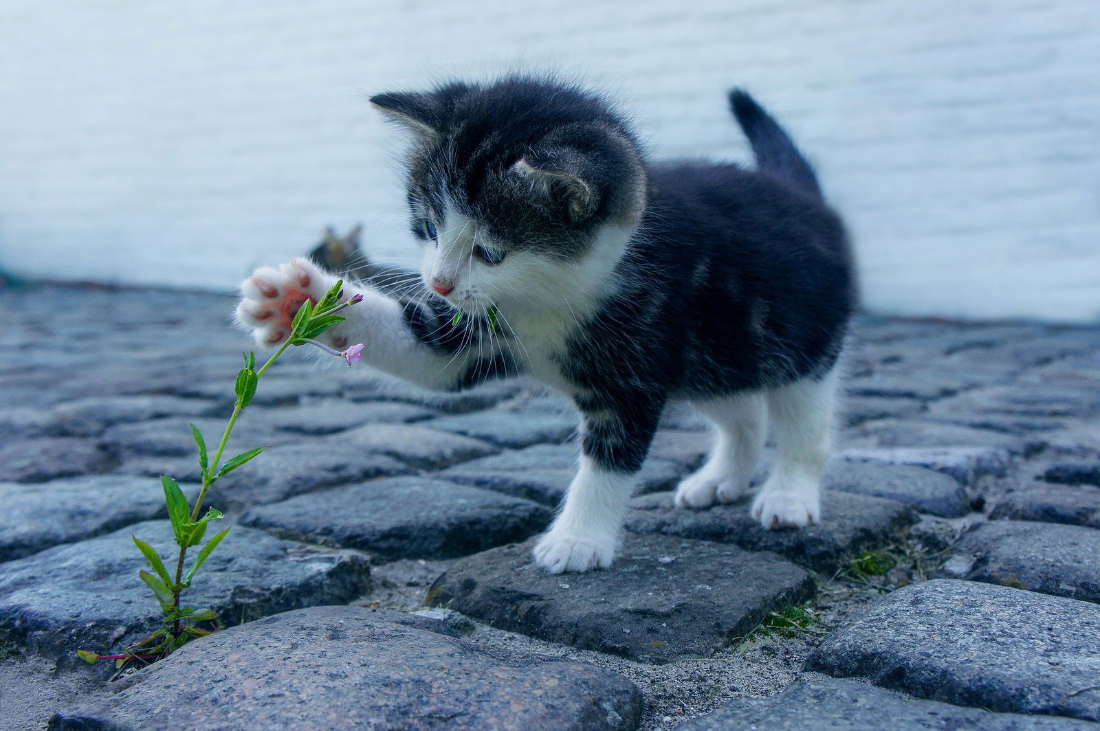 Eine kleine Katze spielt mit ihrer Pfote mit einer Blume, die zwischen Kopfsteinpflaster wächst.