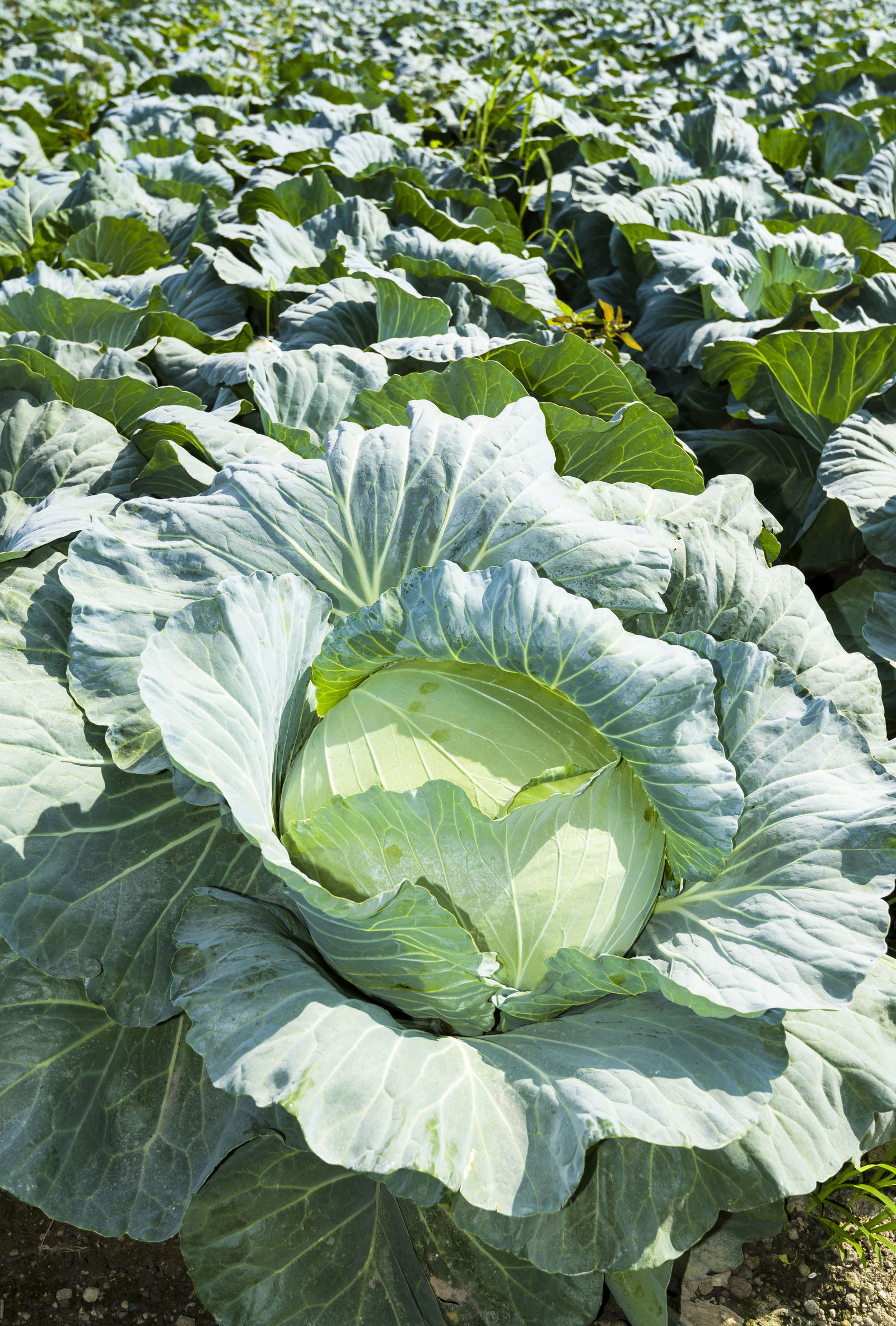Ein großer Kohlkopf wächst auf einem Feld. Im Hintergrund wachsen weitere Kohlköpfe.