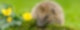 Ein Igel schaut über ein Stück Moos und zwei gelbe Blumen hinweg in Richtung der Kamera.
