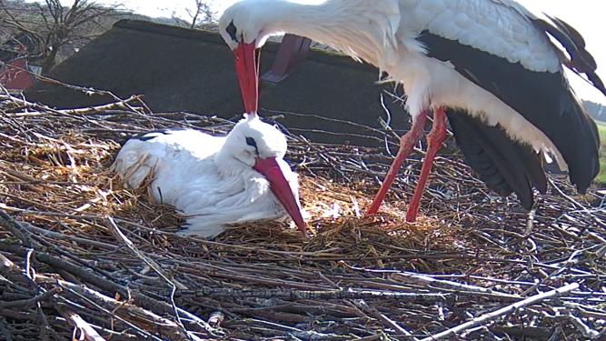 storch4