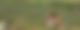 Eine Frau sitzt auf einer Wiese in der Sonne, um sie herum stehen drei Störche auf der Wiese.
