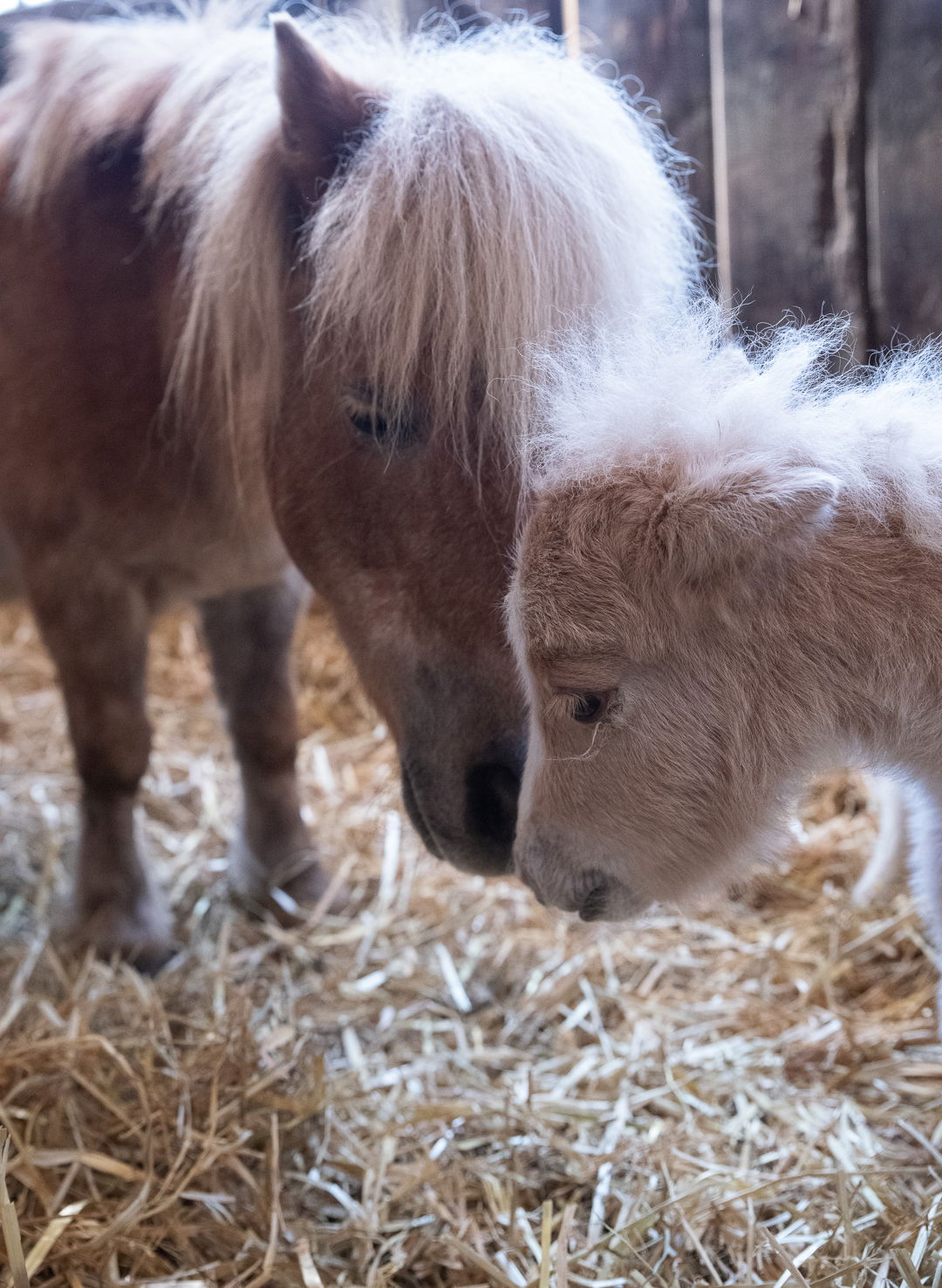 Ein Shetland-Pony und ihr Fohlen kuscheln miteinander im Stall 