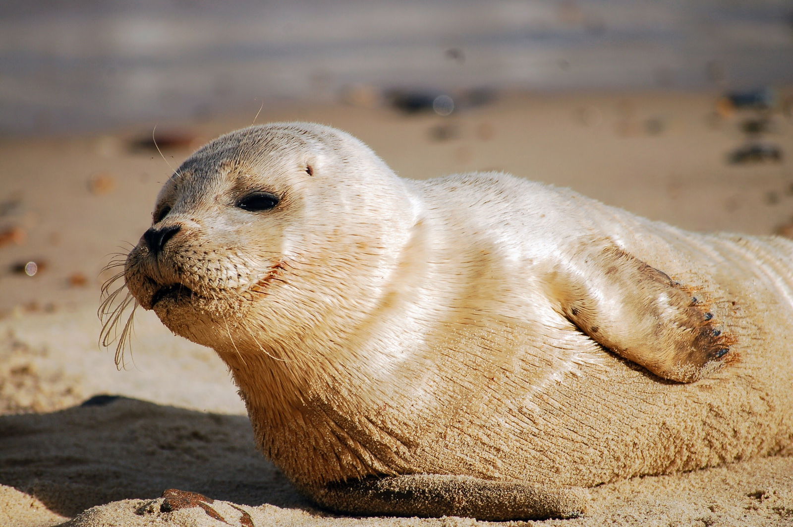 Ein kleine Kegelrobbe am Strand liegend.