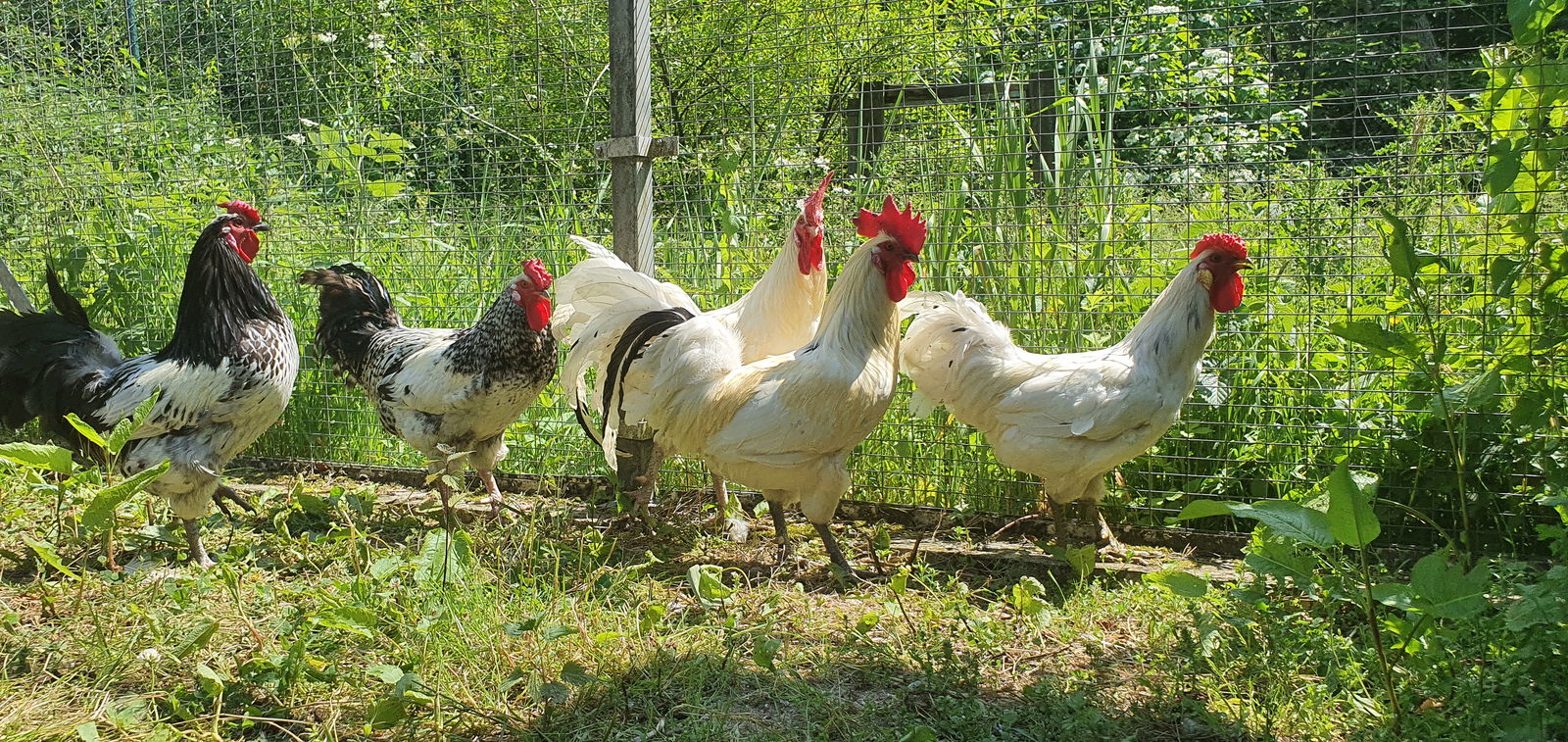 Fünf Hähne laufen in einer Reihe von links nach rechts. 