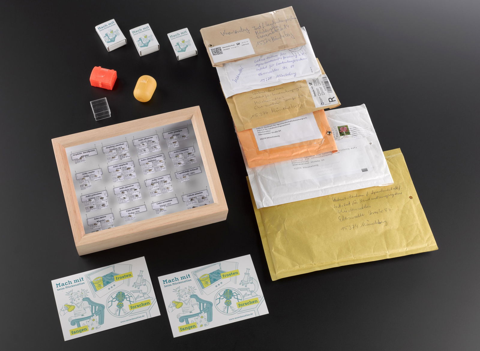 In einem Glaskasten sind verschiedene Mückenarten gesammelt. Um den Kasten herum liegen Briefumschläge und Postkarten.