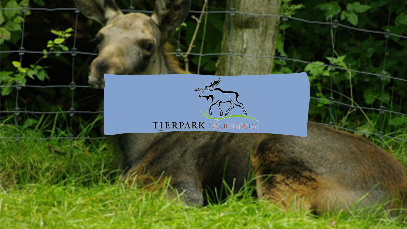 Das Logo des Tierparks Neumünster steht auf einem Bild, dass einen Elch zeigt.