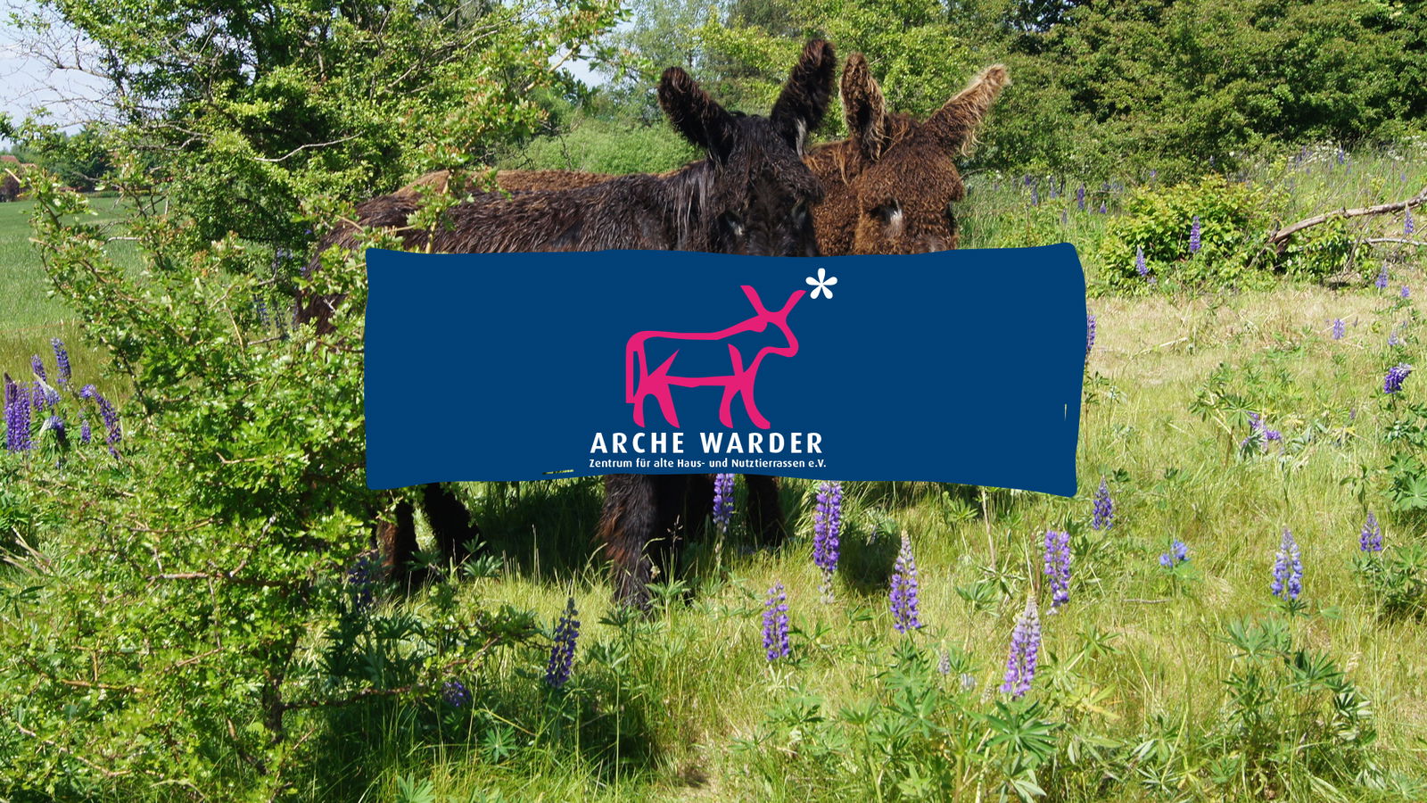 arche warder kindertag