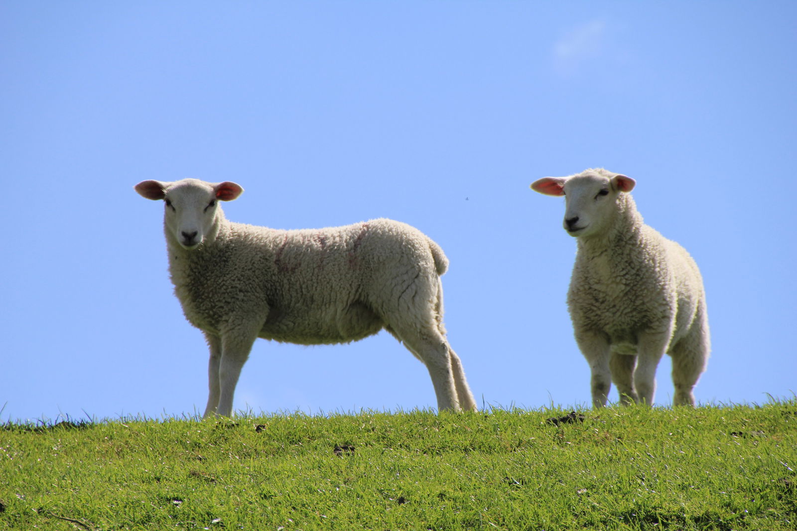 Zwei Lämmer stehen auf einer grünen Wiese.