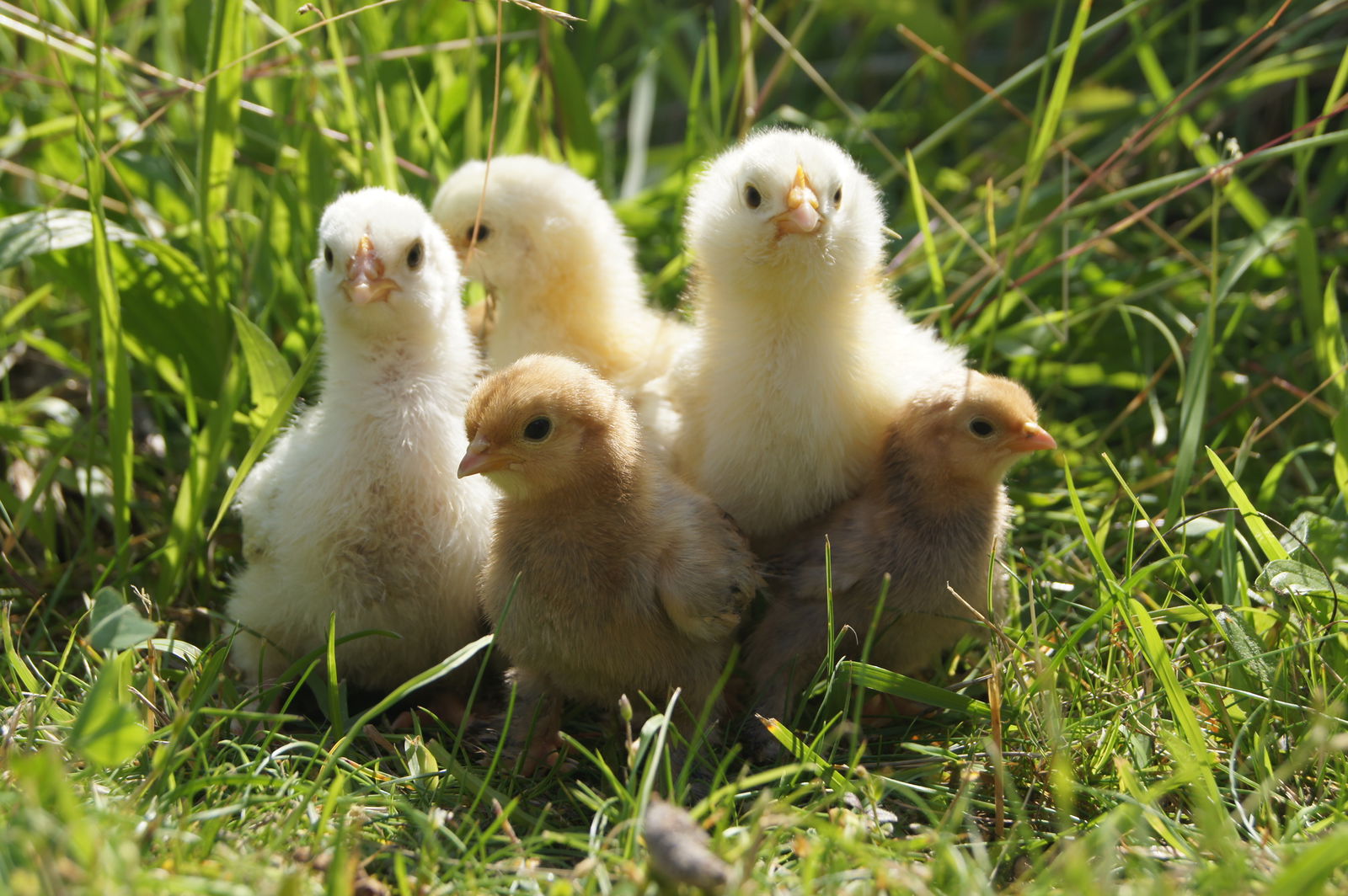 Fünf Osterküken stehen auf einer grünen Wiese dicht zusammen