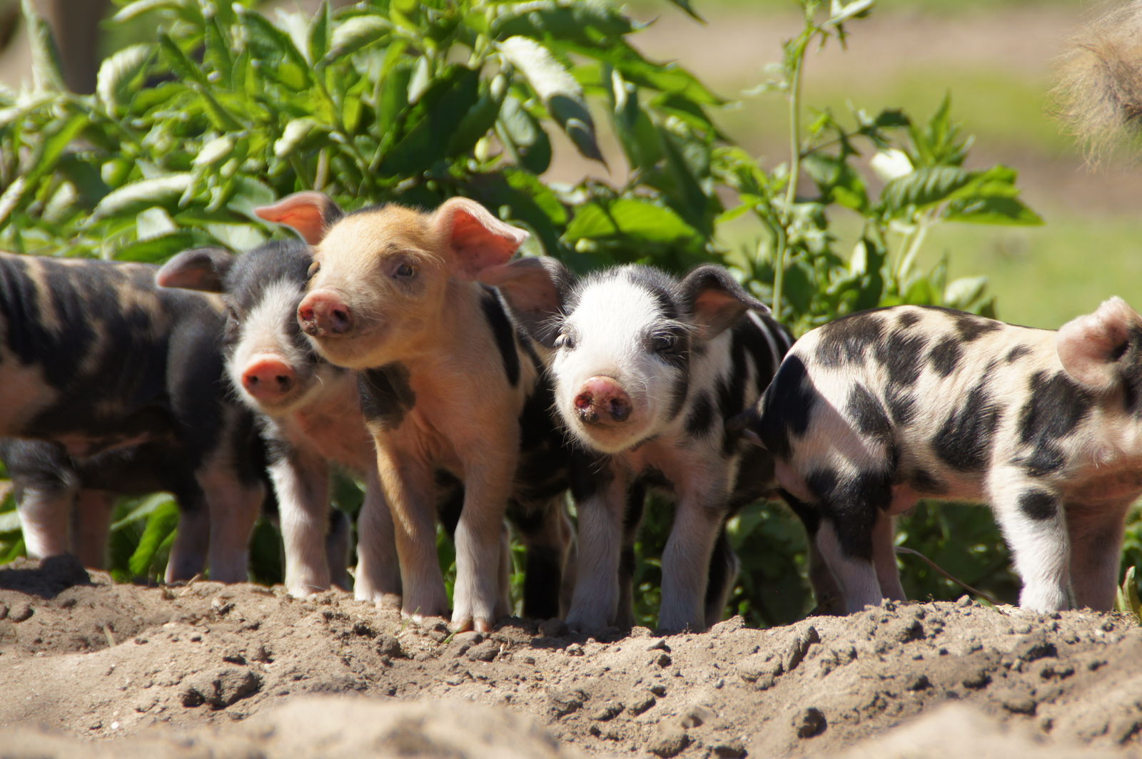 Mehrere kleine Ferkel stehen auf einem Hügel