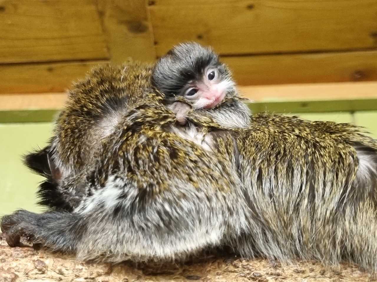 Ein Kaiserschnurrbarttamarin kuschelt sich an seine Mama