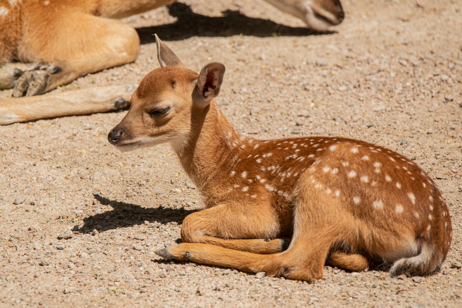 Ein Sikahirschkalb liegt in der Sonne