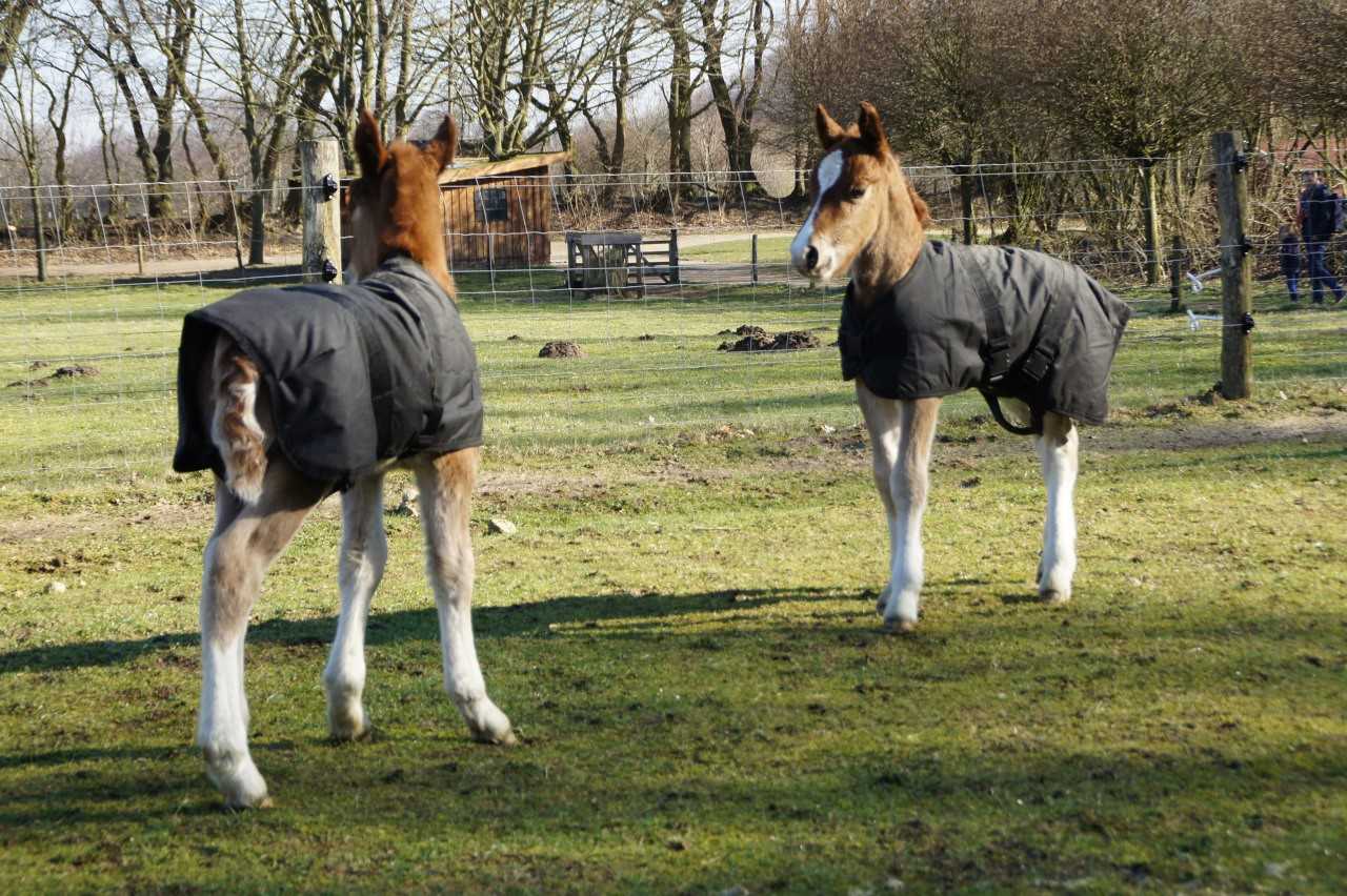 Zwei kleine Fohlen stehen auf einer Wiese