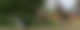 Ein Junge mit seinem Hund beim Canicross