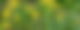 Ein älterer Mann kniet auf einer Grünfläche vor einer gelb blühenden Blumenwiese.