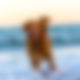Ein brauner Hund tobt durchs Meer