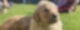 Zwei Hundewelpen liegen auf einer Rasenfläche - eins schaut in die Kamera