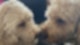 Zwei Golden Doodles stehen nah aneinander