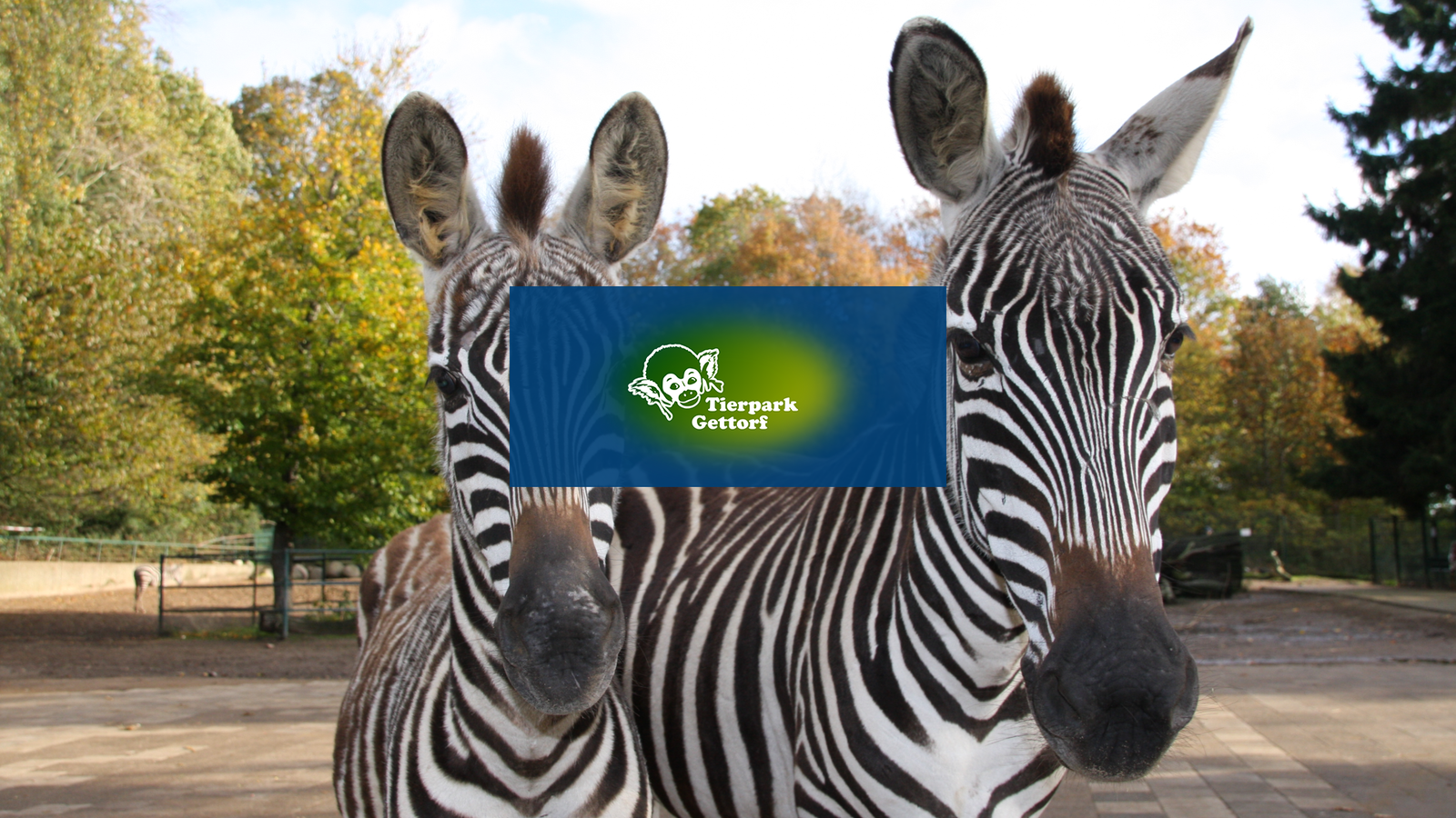 Toerpark Gettorf Zebras
