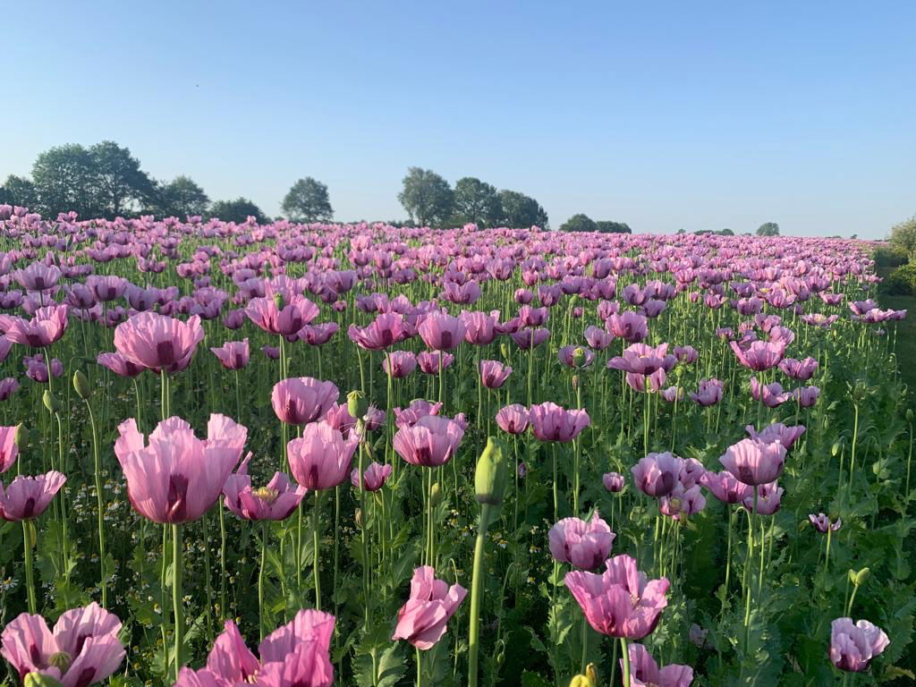 Ein Mohnfeld mit vielen Blüten.
