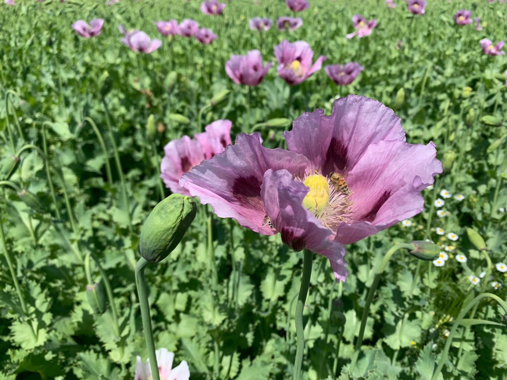 Ein Mohnfeld mit vielen Blüten.