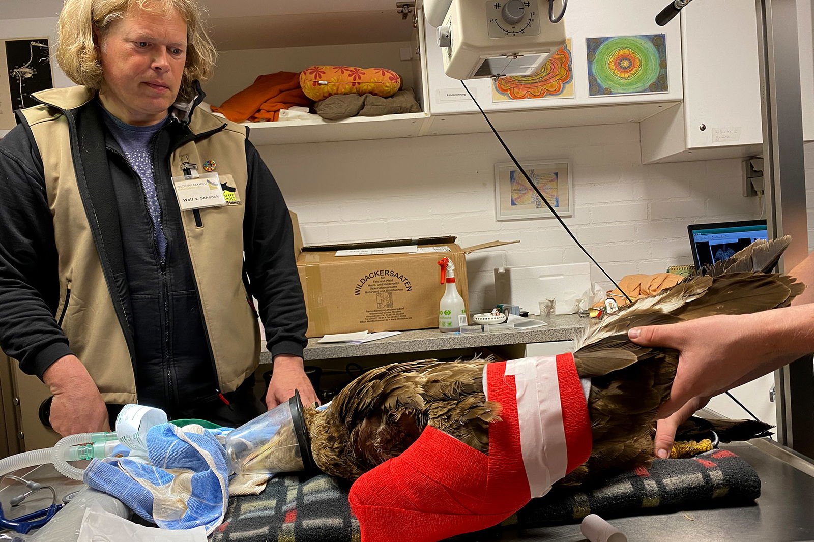 Ein Seeadler liegt unter Narkose auf einem Tisch und wird von einem Team untersucht.