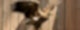 Ein Seeadler steht auf einem Ast und breitet die Flügel aus.