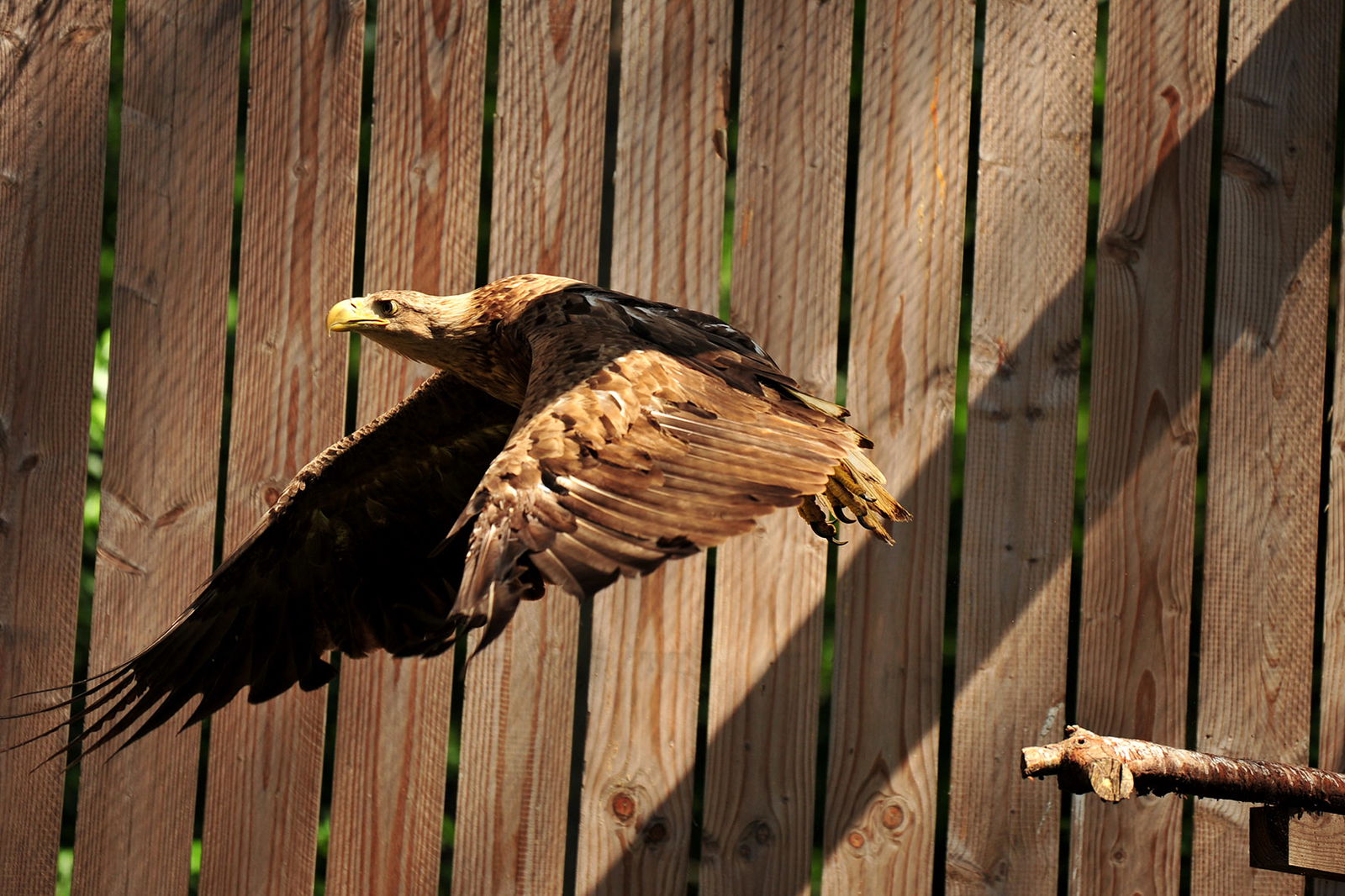 Ein Seeadler fliegt durch die Luft.