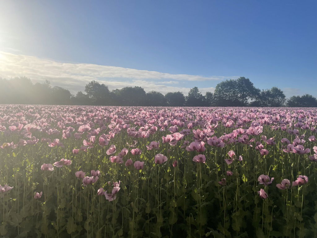 Ein Mohnfeld mit vielen Blüten.