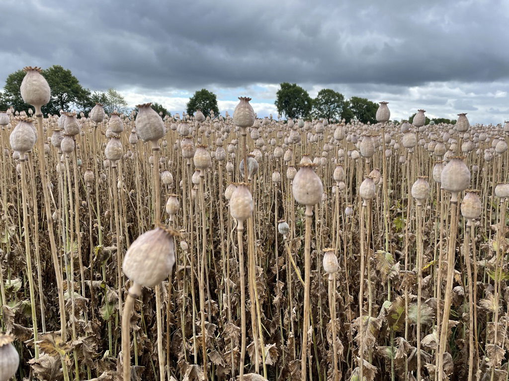 Ein Mohnfeld mit vielen Blüten.