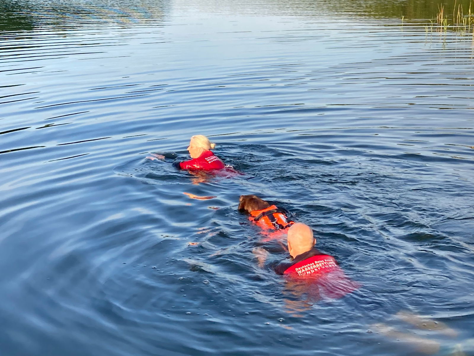 Man sieht zwei Menschen und einen Hund in einem Gewässer schwimmen.