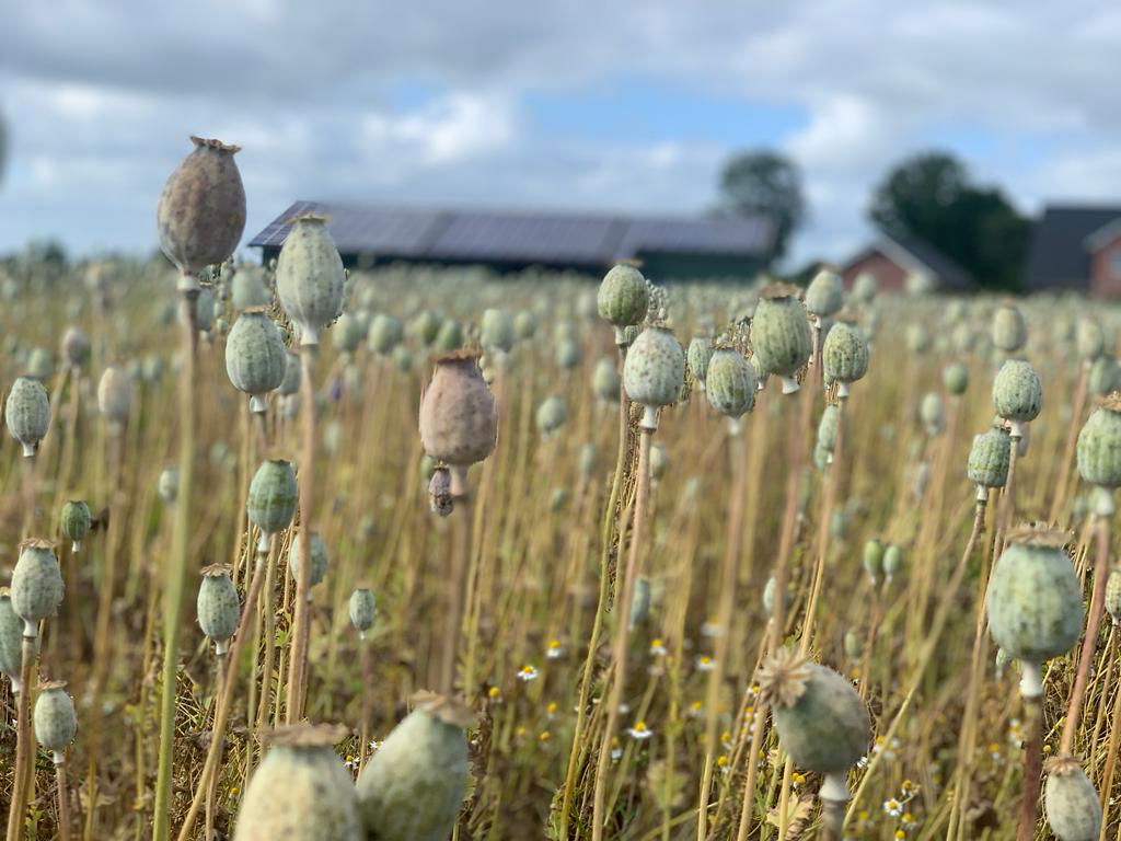 Ein Mohnfeld mit vielen Blüten.