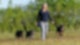 Eine blonde Frau läuft neben drei Hunden über eine Wiese und schaut in die Kamera.