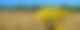 Auf einem Feld ist eine gelbe Blume zu sehen.