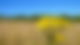 Auf einem Feld ist eine gelbe Blume zu sehen.