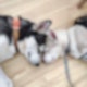 Zwei Husky-Hunde liegen mit geschlossenen Augen auf dem Boden und halten ihre Köpfe aneinander.