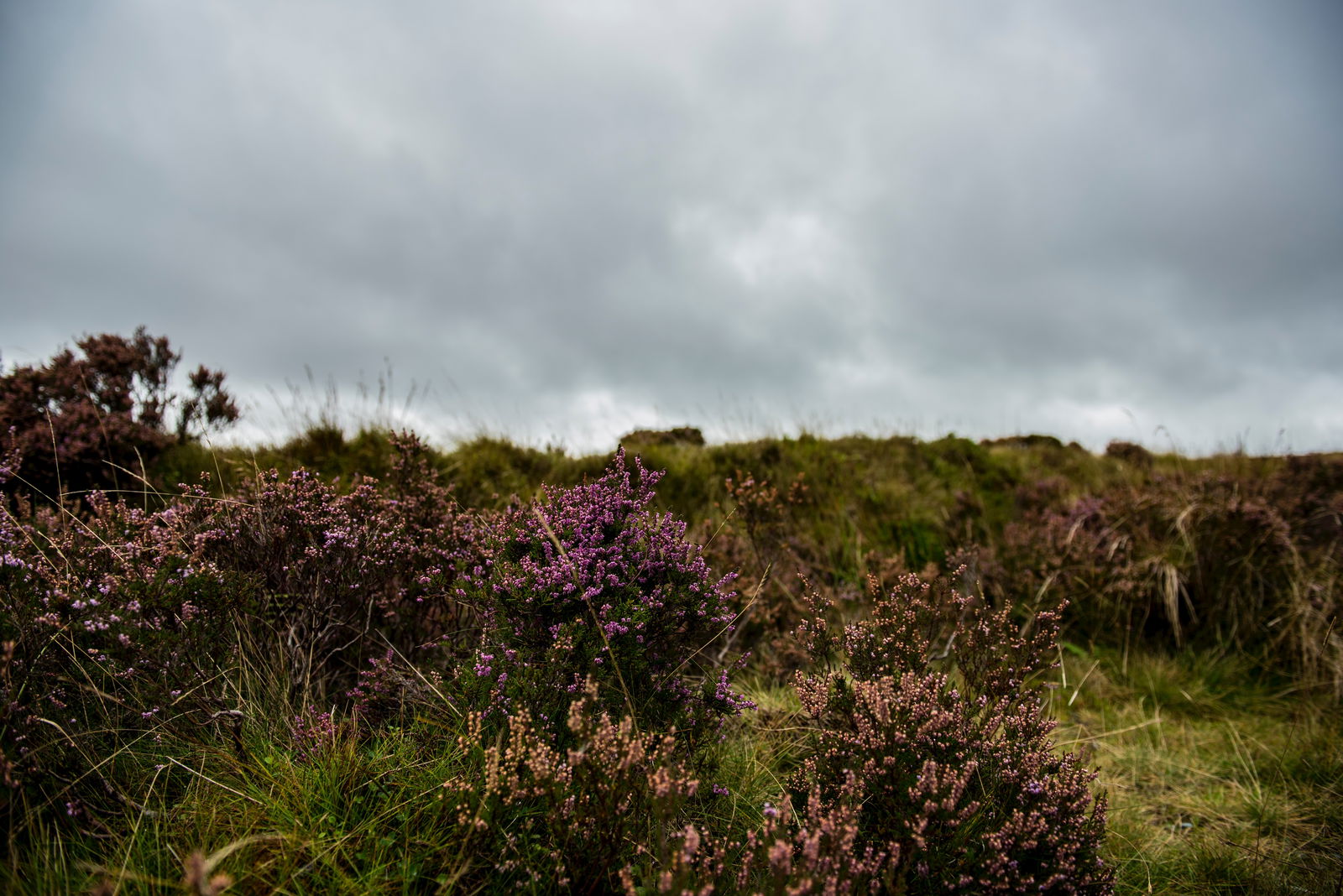 Eine Heide-Moorlandschaft.