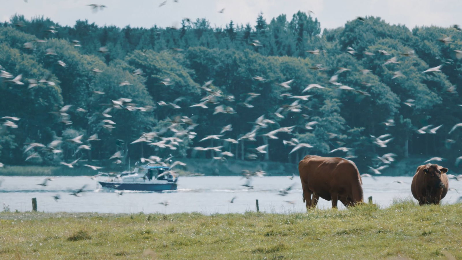Auf einer Weide vor einem Gewässer stehen zwei Kühe und grasen.