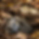 Ein Igel liegt zusammengerollt im Laub