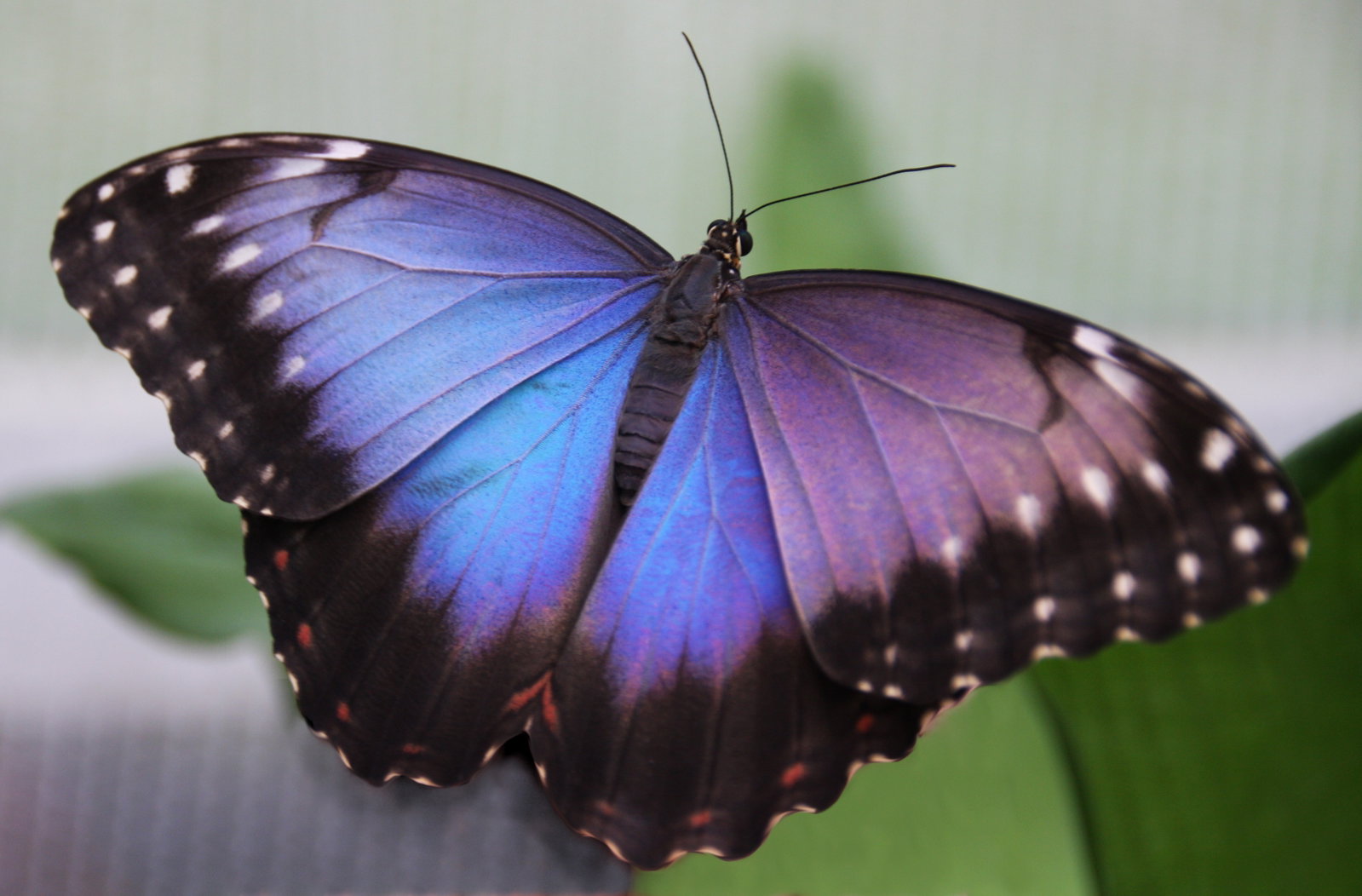 Tierpark Gettorf - Morpho Peleides