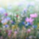 Blumenwiese