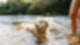 Hund im See