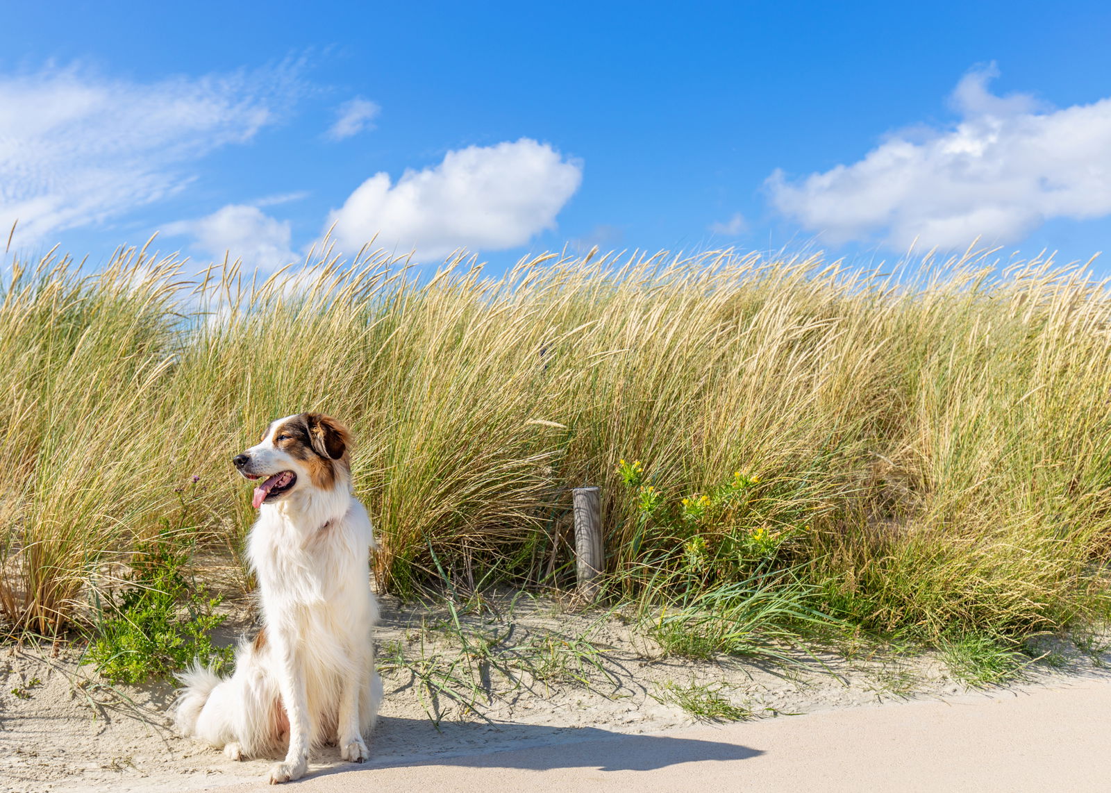 Hund sitzt vor Düne